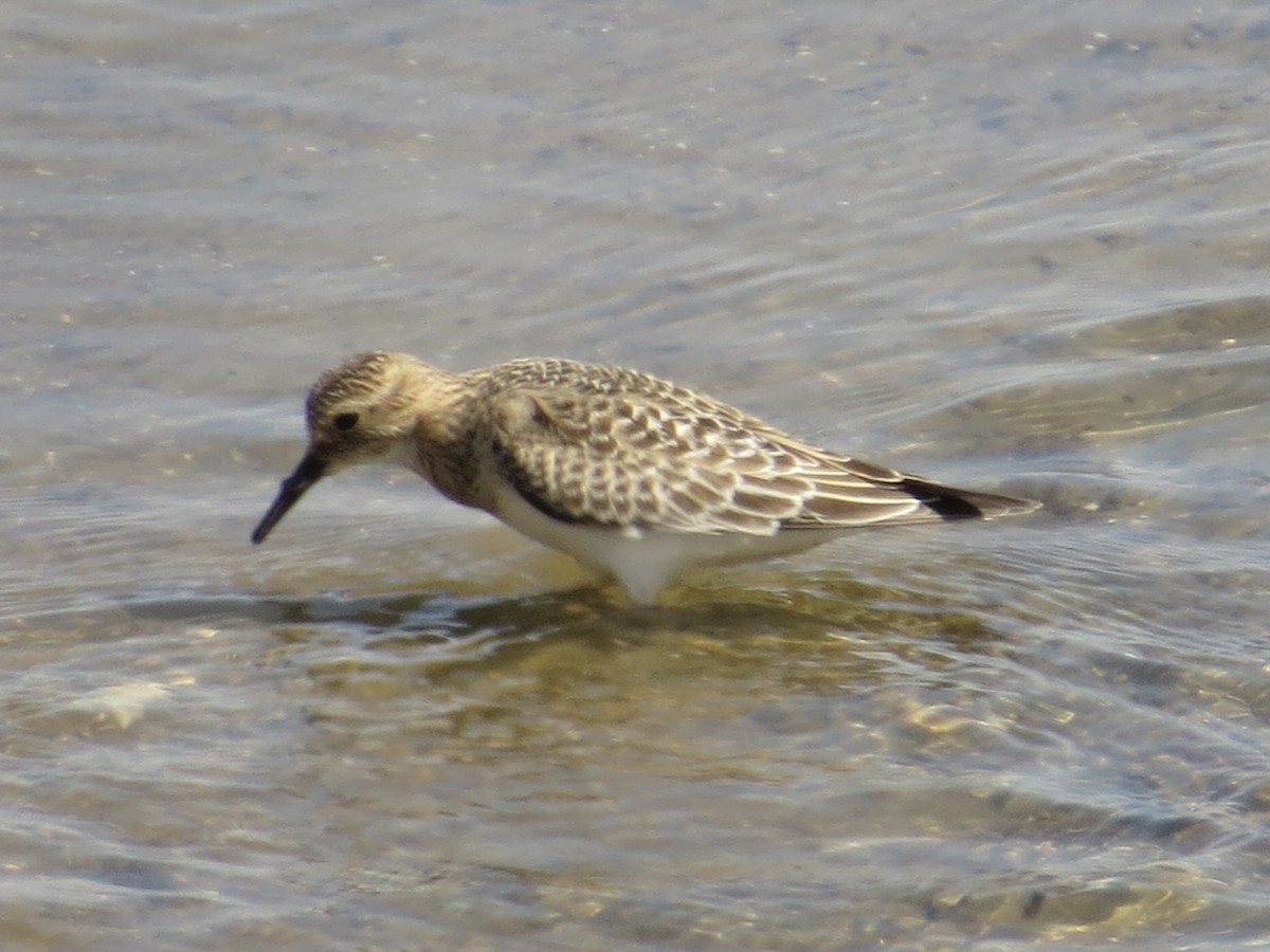 Baird's Sandpiper - ML622103590