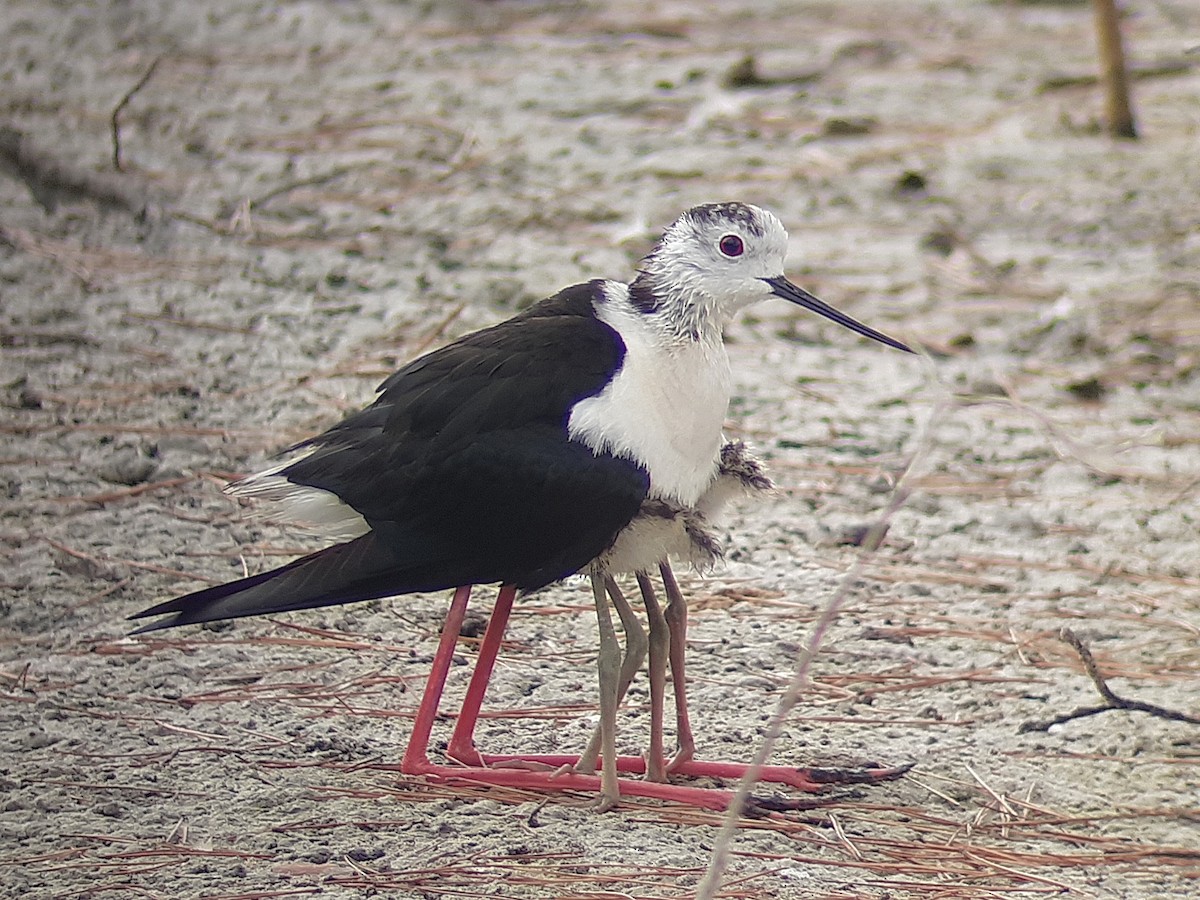 Black-winged Stilt - ML622103591