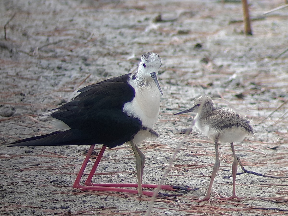 Black-winged Stilt - ML622103592