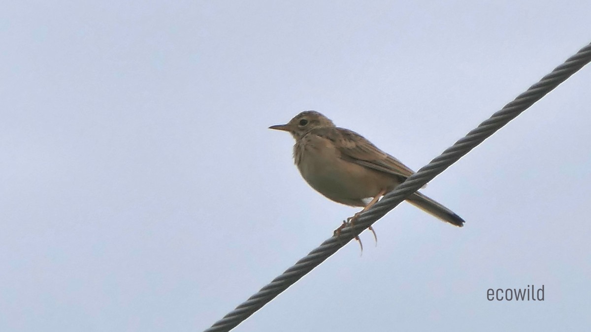 Paddyfield Pipit - ML622103593