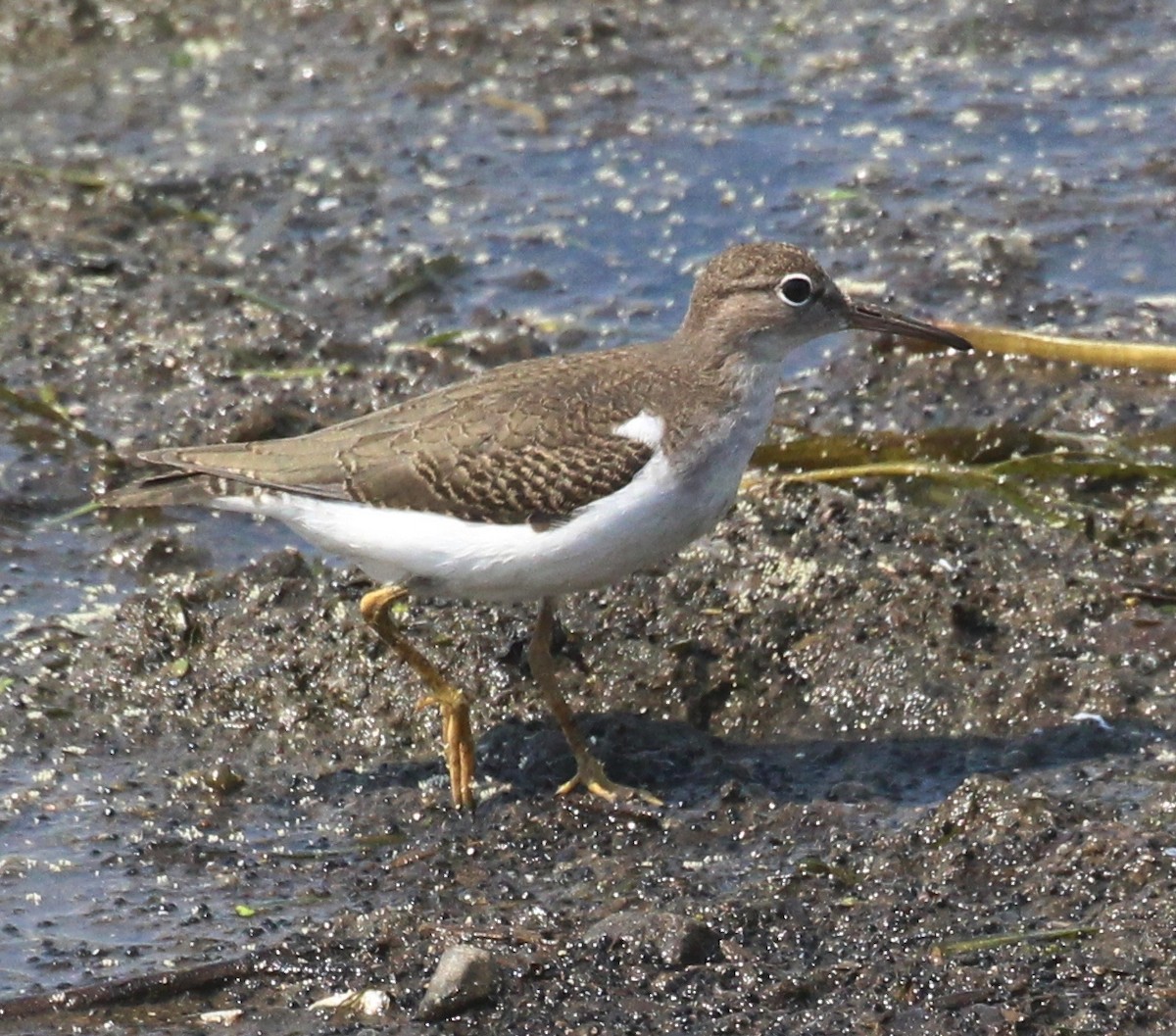 Spotted Sandpiper - ML622103594