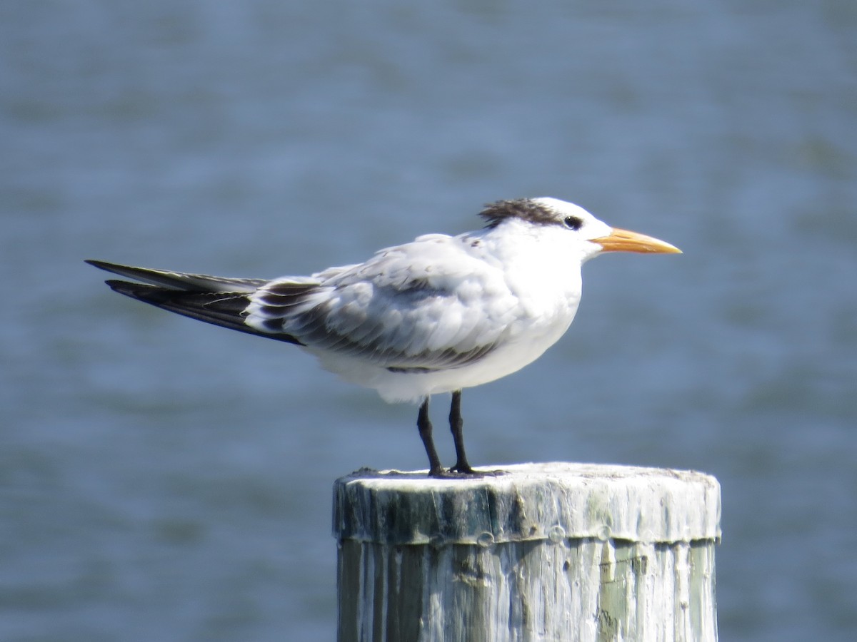 Royal Tern - ML622103595