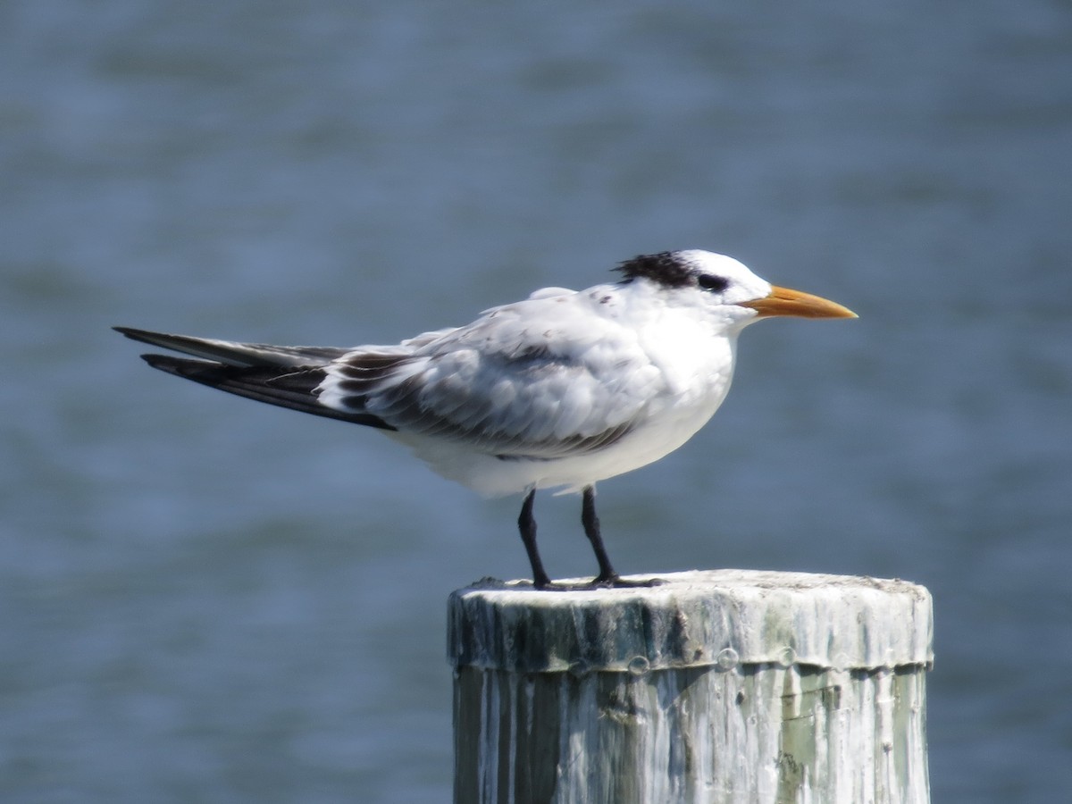 Royal Tern - ML622103596