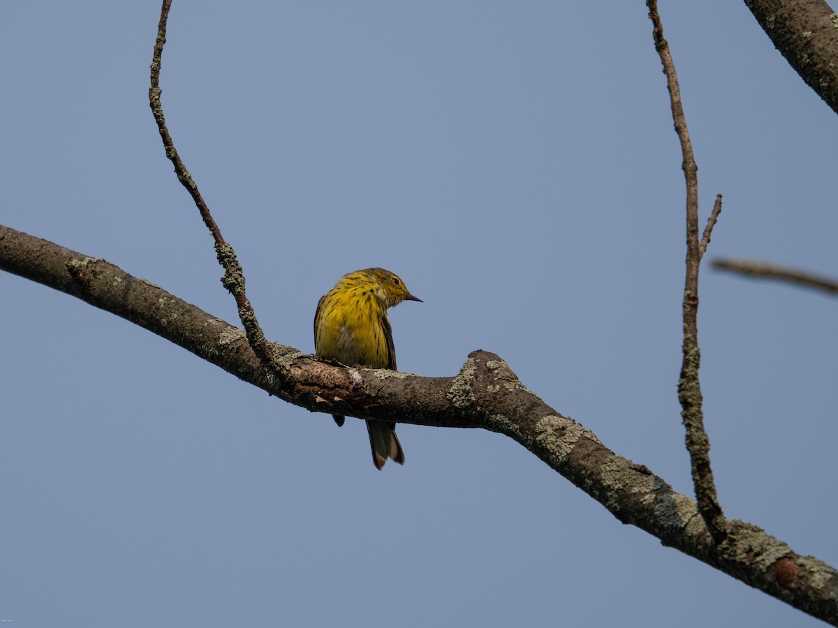 Cape May Warbler - ML622103597