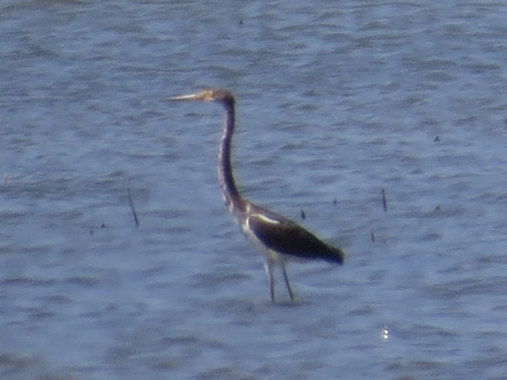 Tricolored Heron - ML622103602