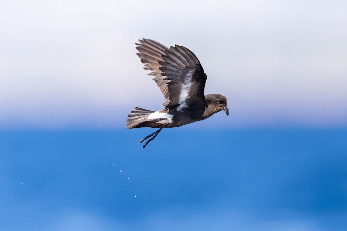 European Storm-Petrel (Mediterranean) - ML622103617