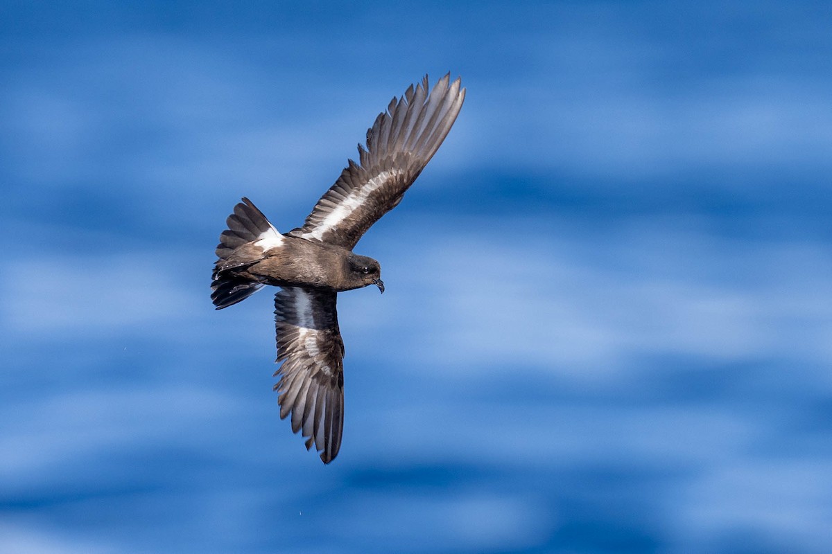 European Storm-Petrel (Mediterranean) - ML622103618