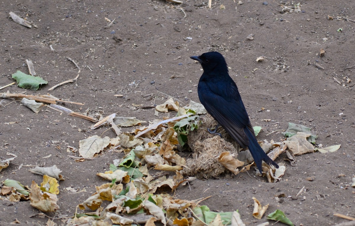 Fork-tailed Drongo - Brett Greenleaf