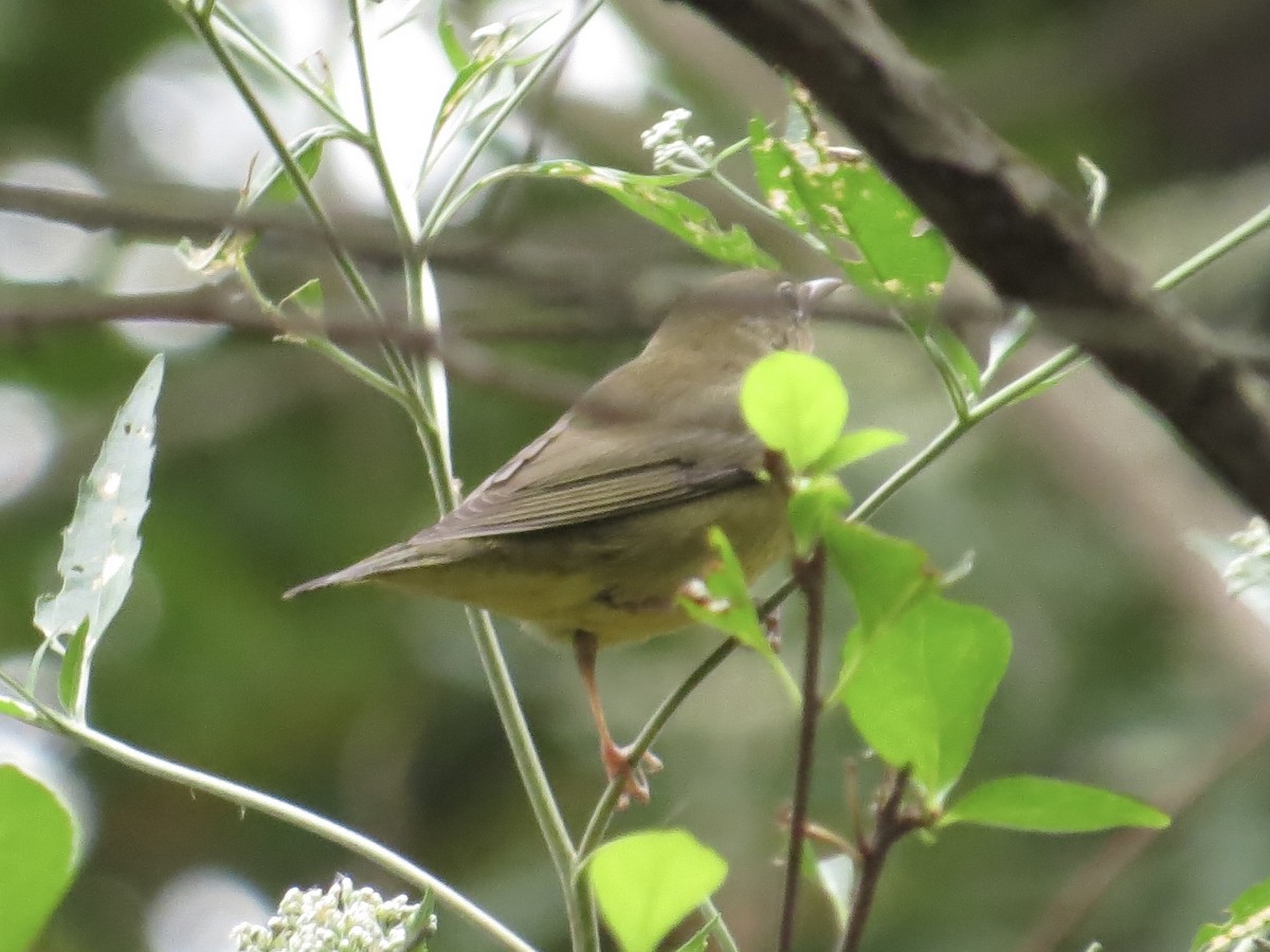 Connecticut Warbler - Port of Baltimore