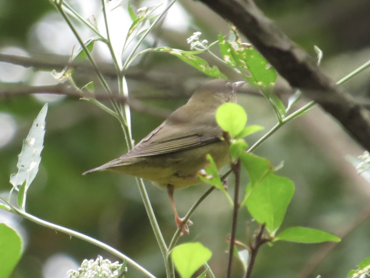 Connecticut Warbler - ML622103626