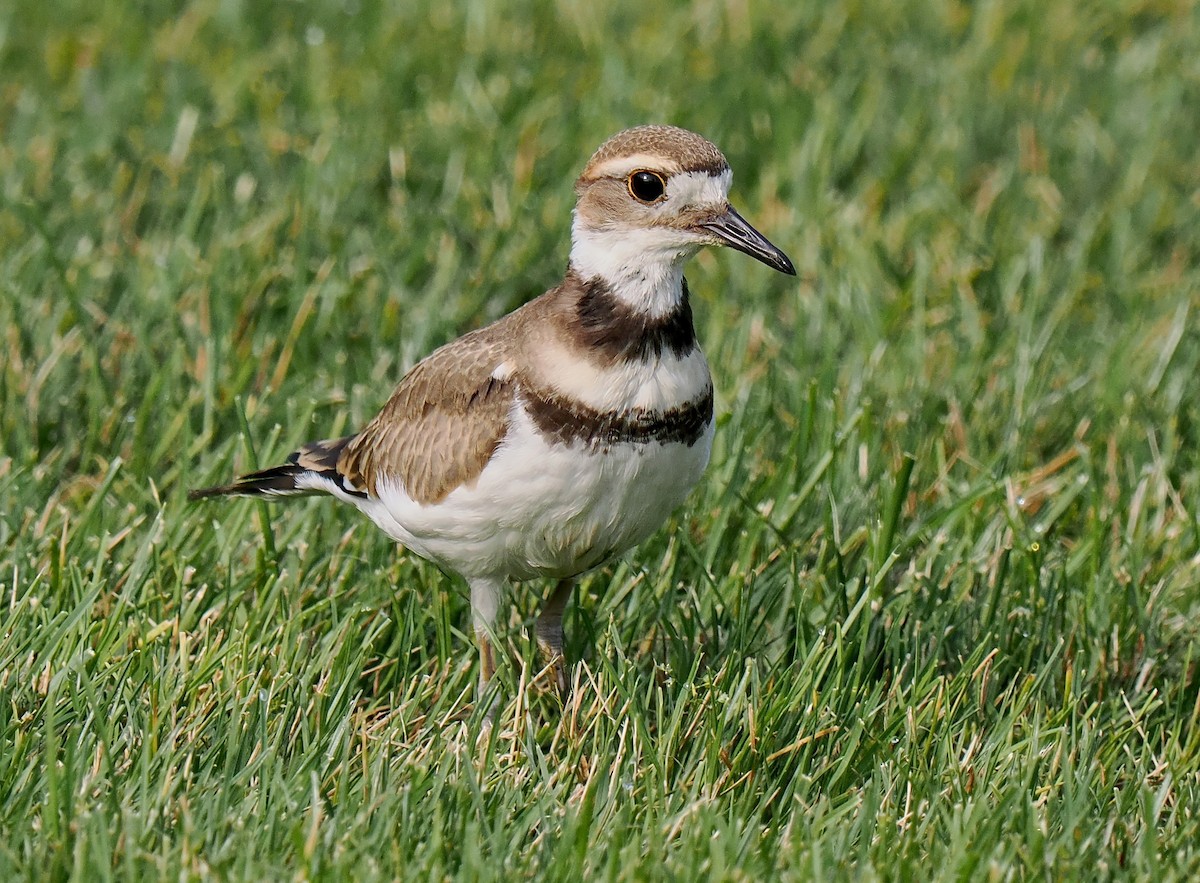 Killdeer - ML622103627