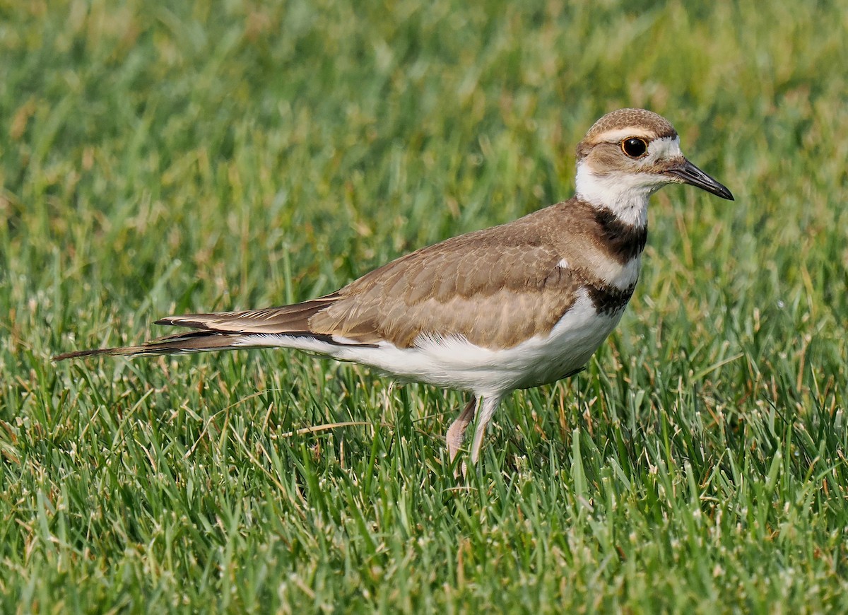 Killdeer - ML622103628