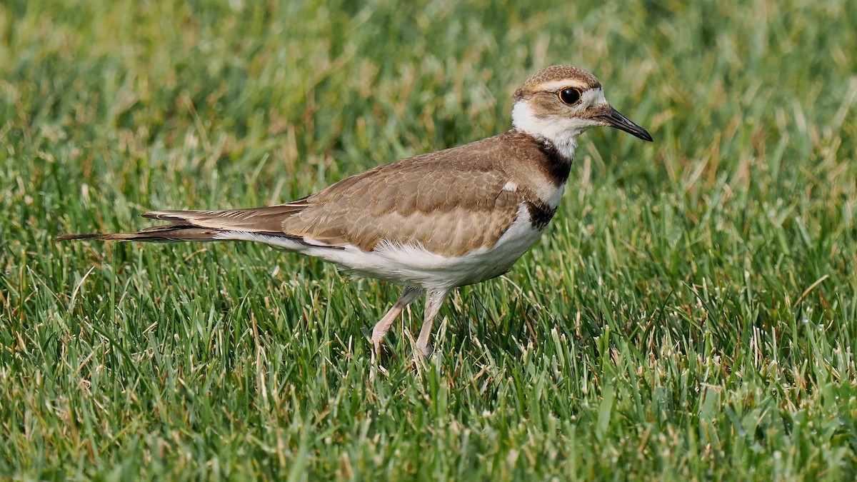 Killdeer - ML622103629