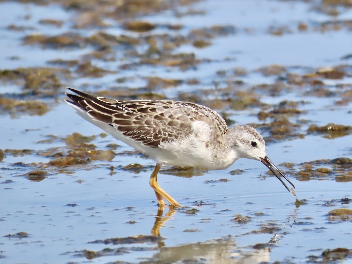 Wilson's Phalarope - ML622103630