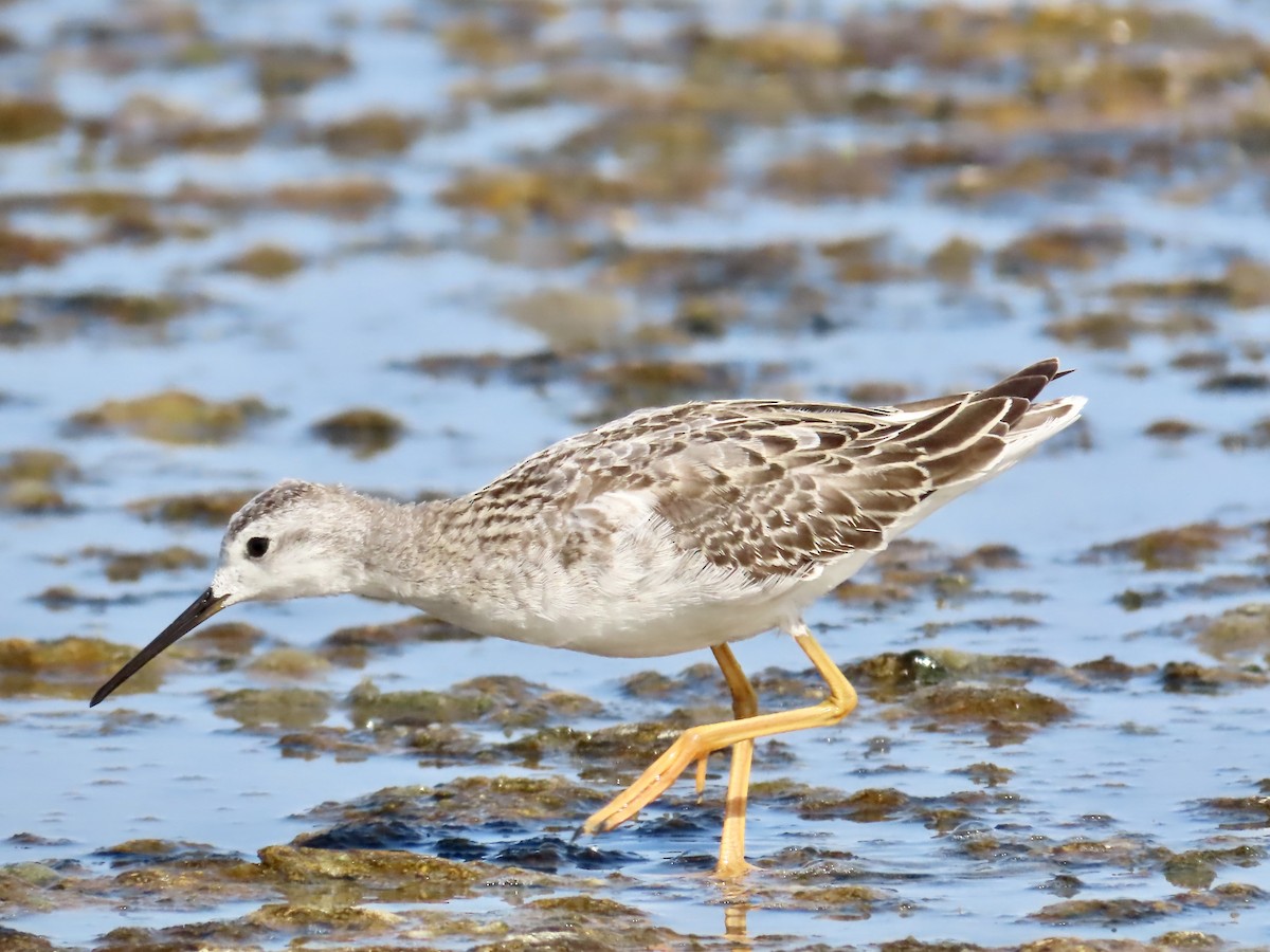 Wilson's Phalarope - ML622103631