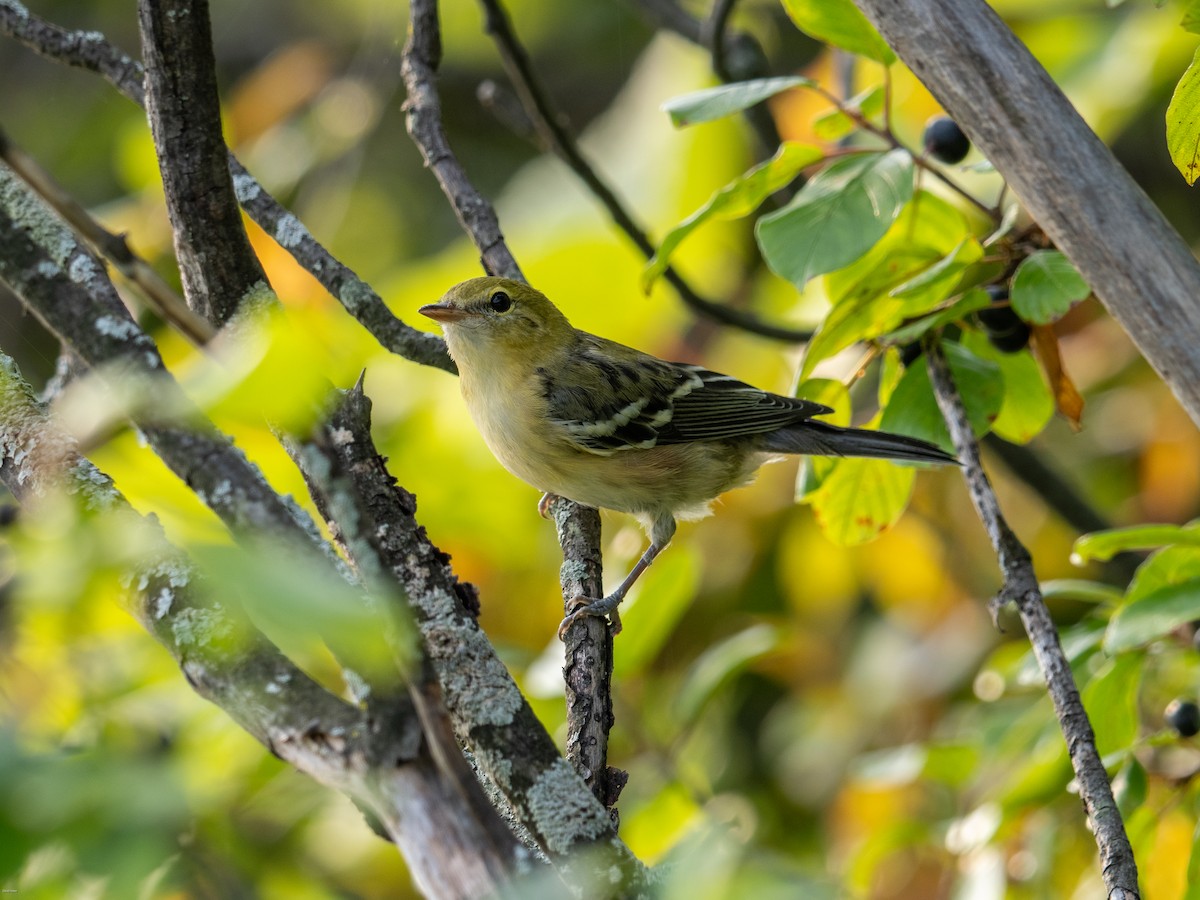 Bay-breasted Warbler - ML622103633