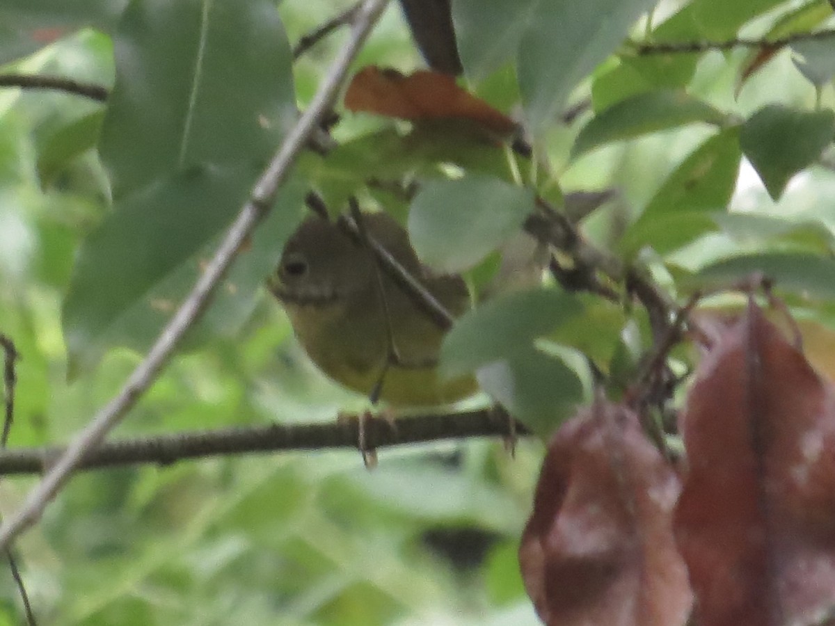 Connecticut Warbler - ML622103634