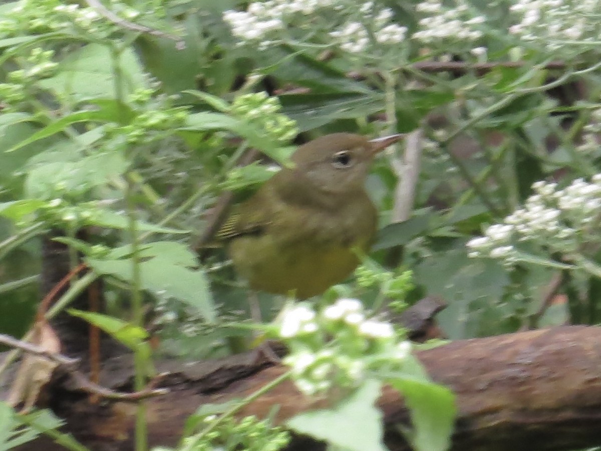 Connecticut Warbler - ML622103635