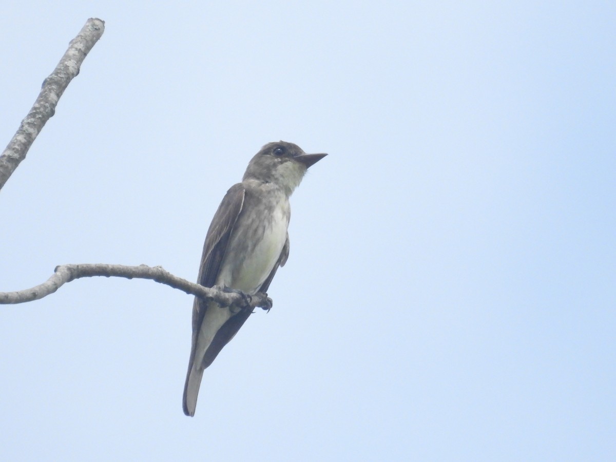 Olive-sided Flycatcher - Ronan O'Carra