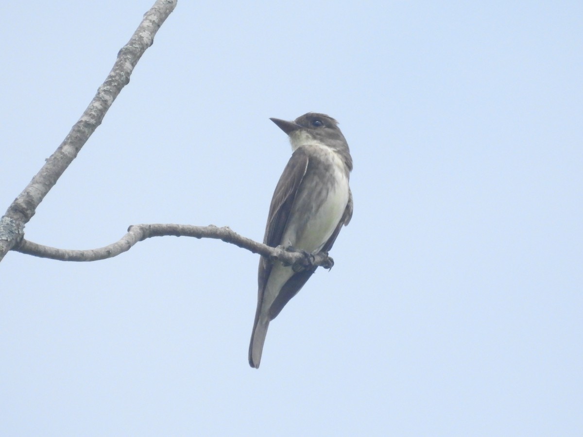 Olive-sided Flycatcher - ML622103637