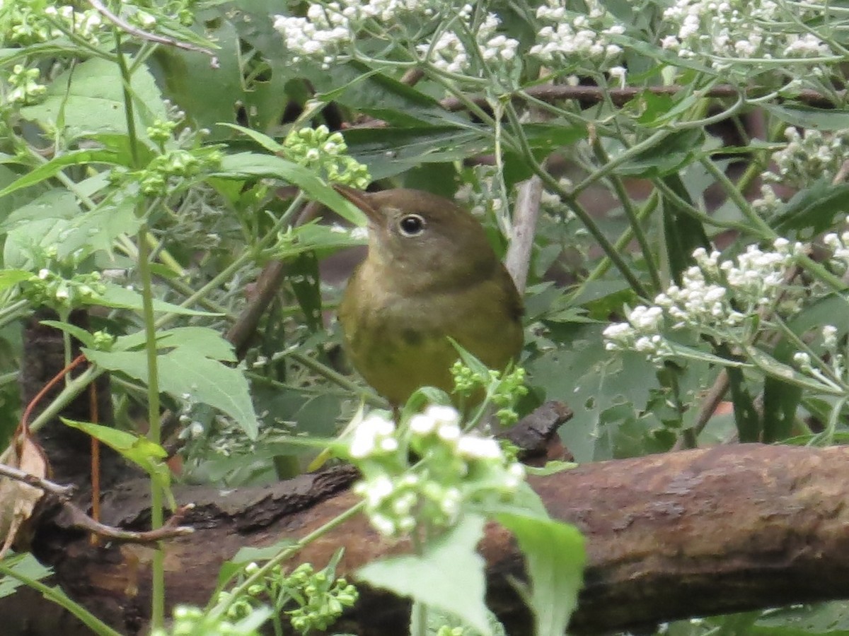 Connecticut Warbler - Port of Baltimore