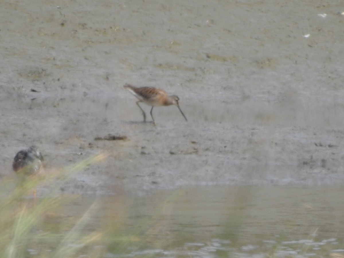 Short-billed Dowitcher - ML622103639