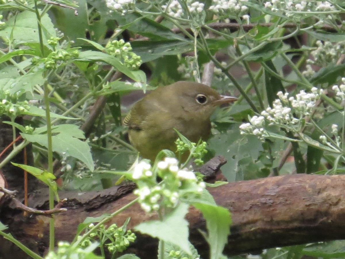 Connecticut Warbler - ML622103640