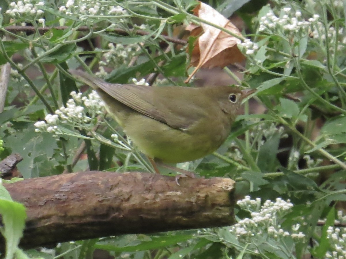 Connecticut Warbler - ML622103641