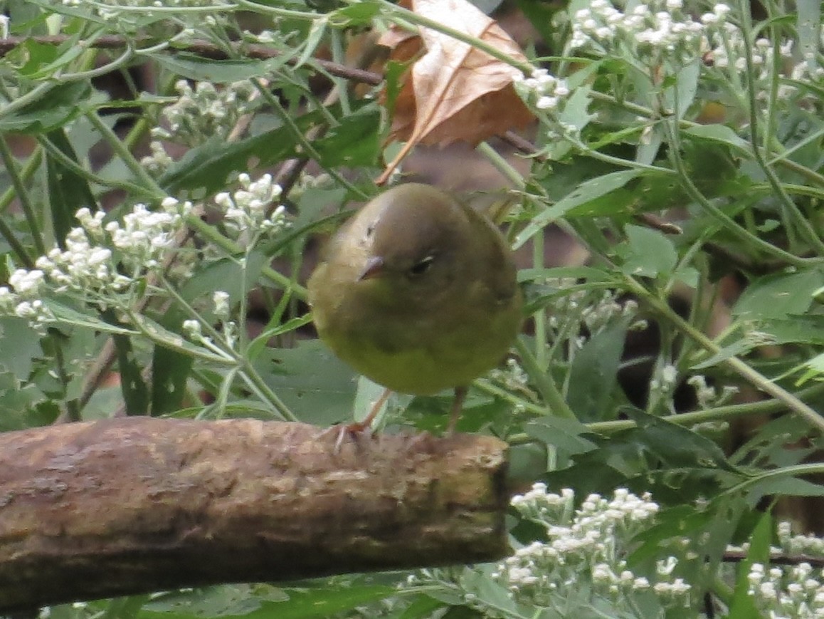 Connecticut Warbler - ML622103642