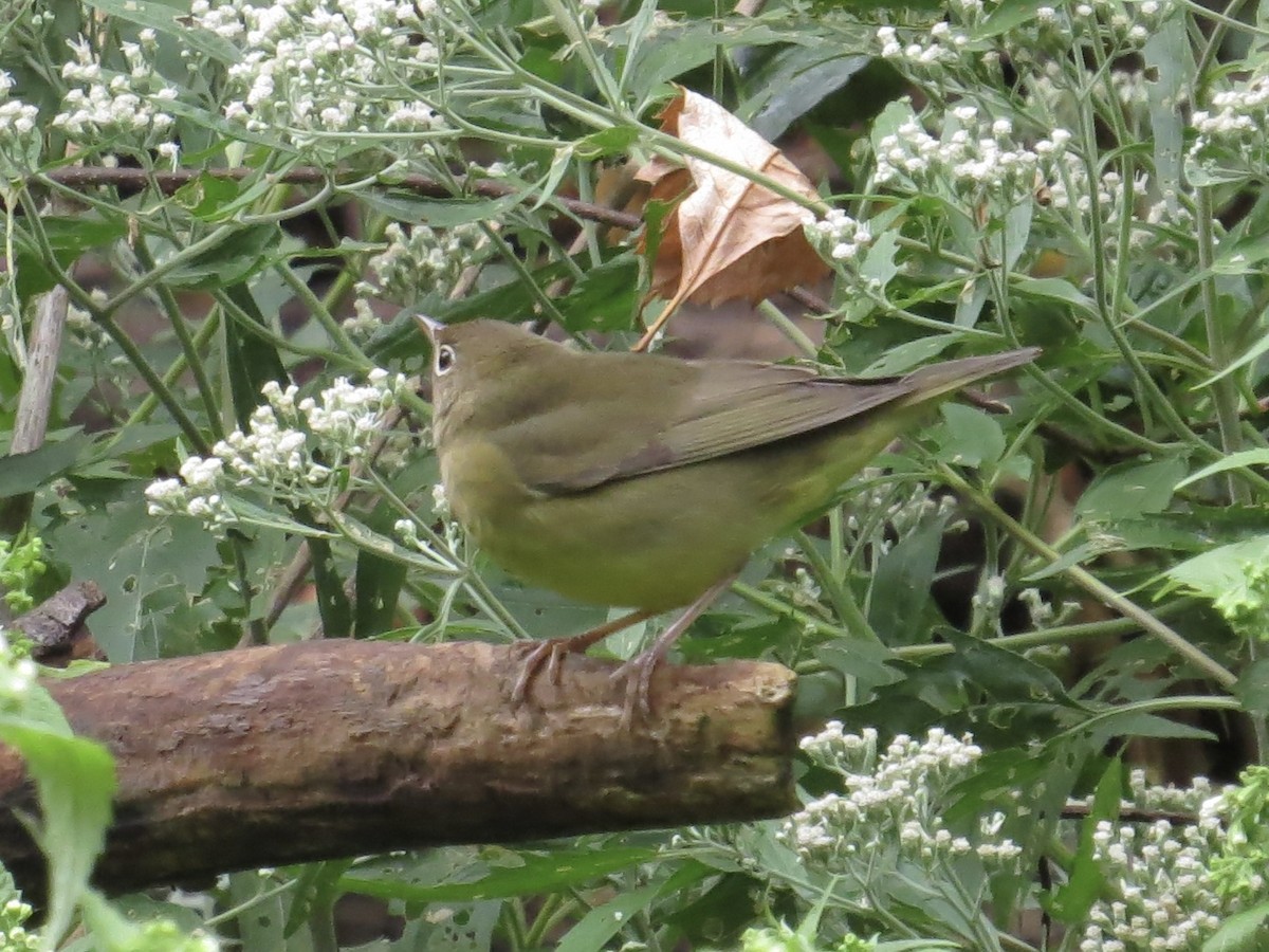 Connecticut Warbler - ML622103643