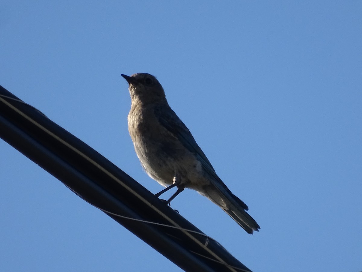 Mountain Bluebird - ML622103644