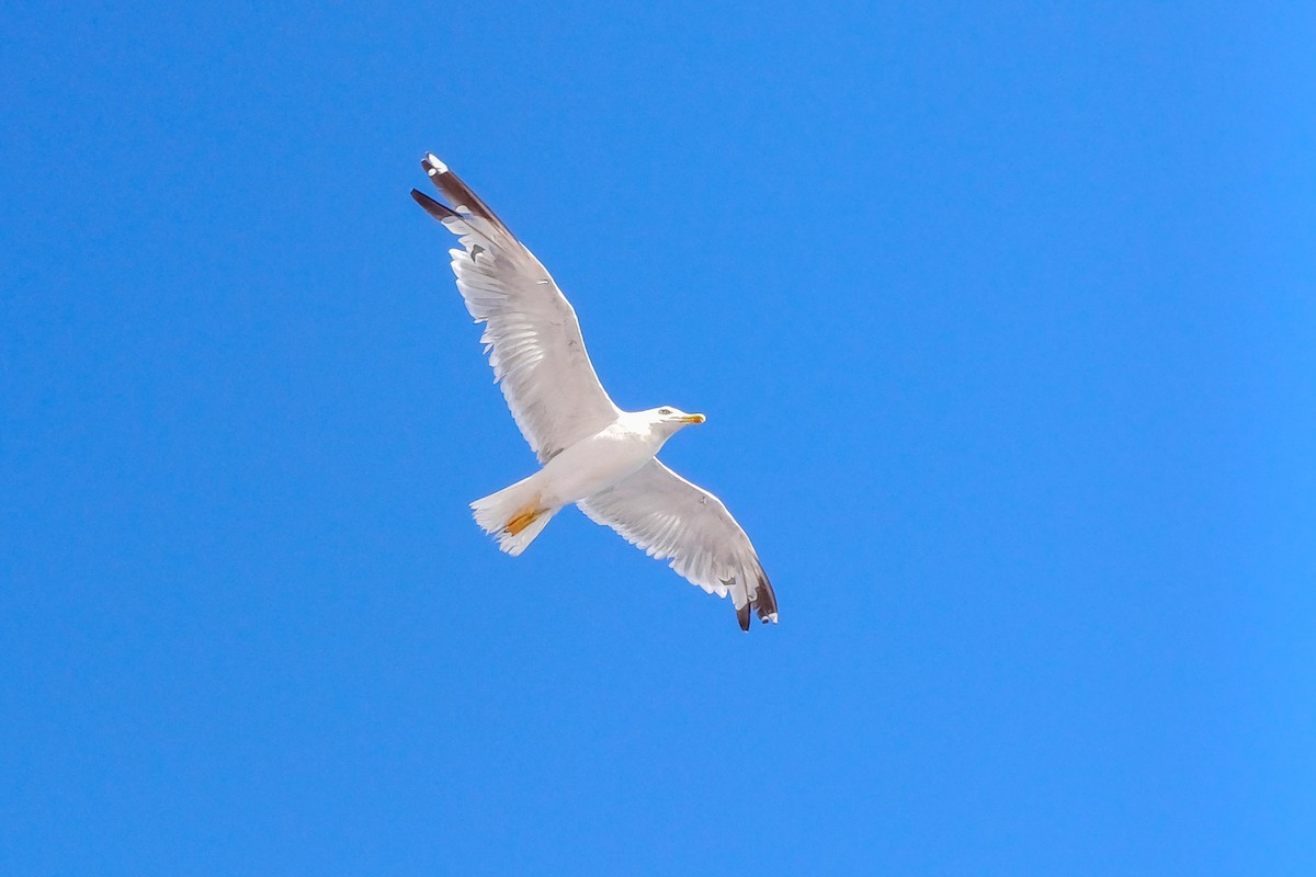 Yellow-legged Gull - ML622103645