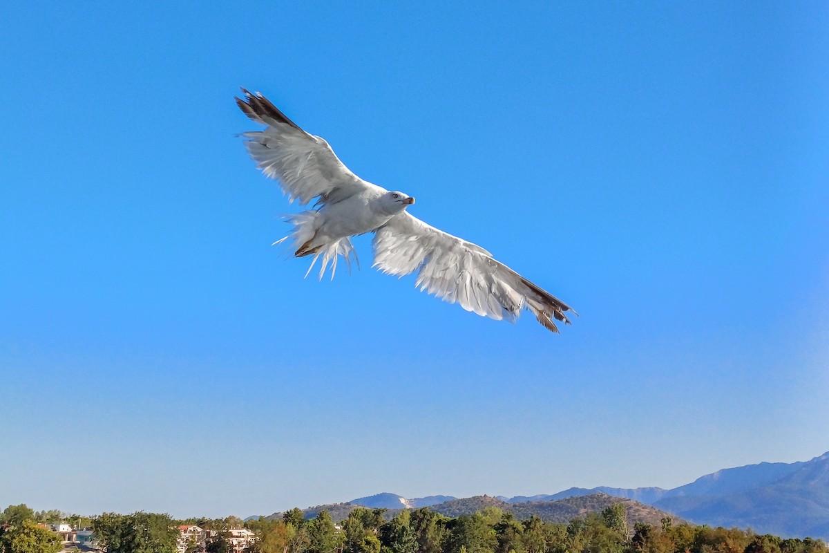 Yellow-legged Gull - ML622103646