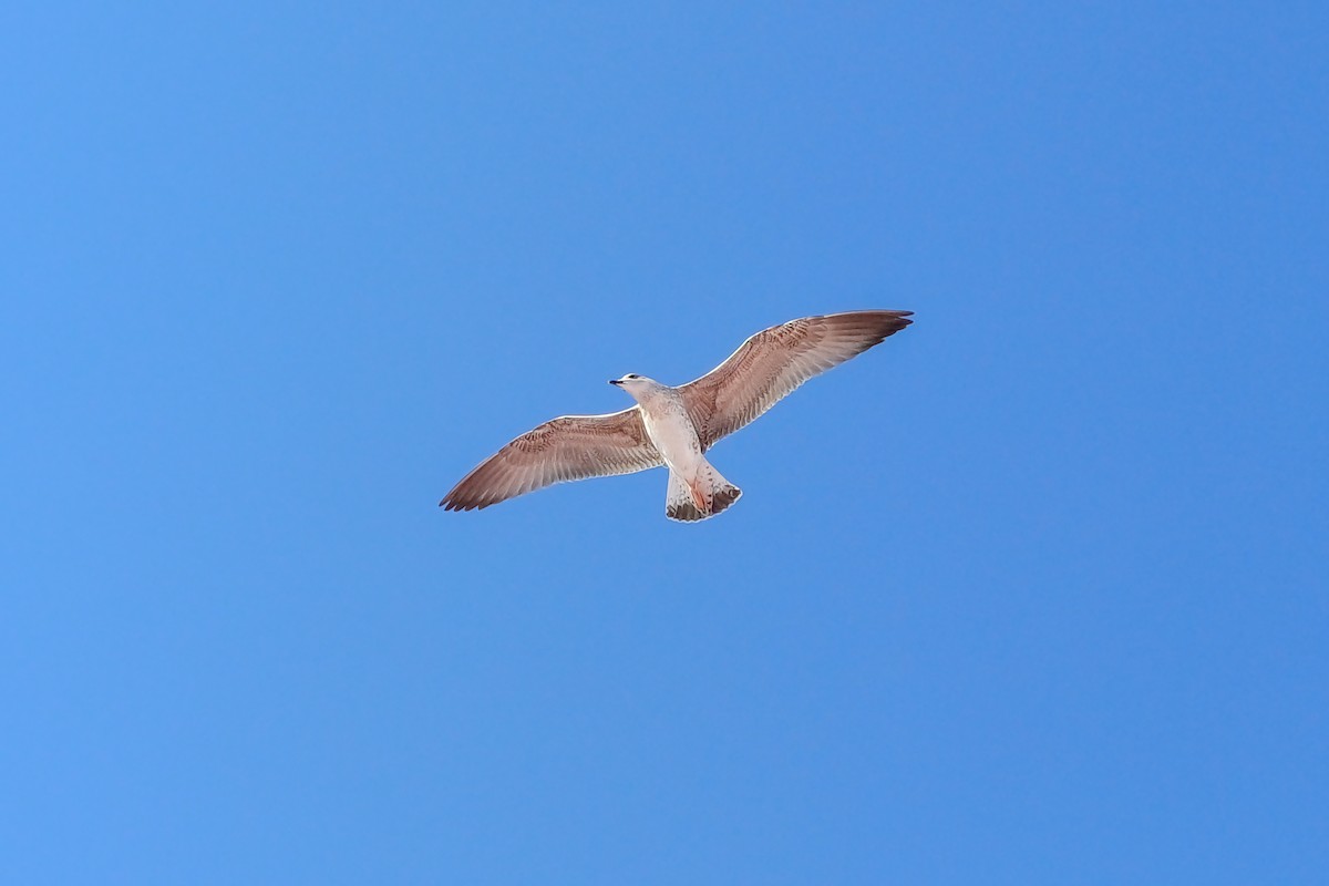 Yellow-legged Gull - ML622103647