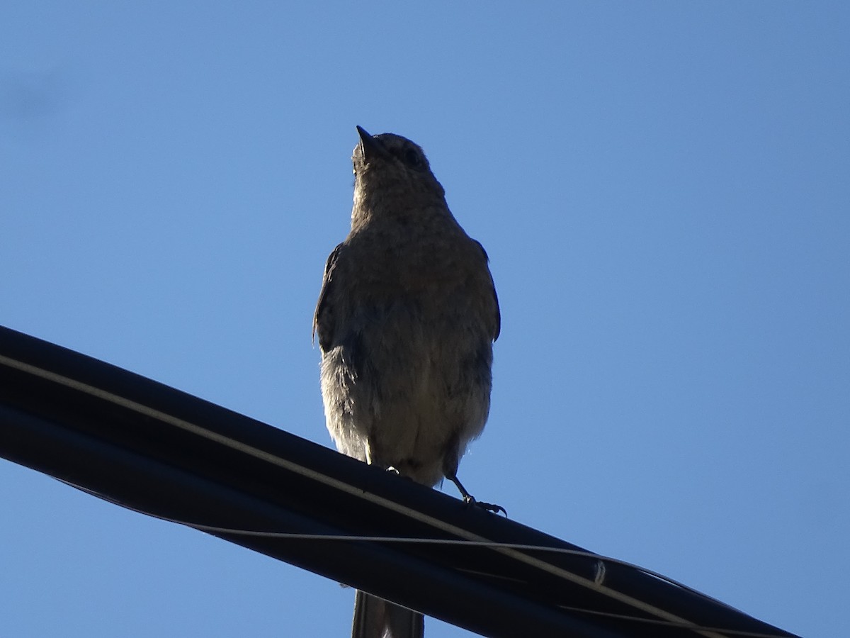 Mountain Bluebird - ML622103648