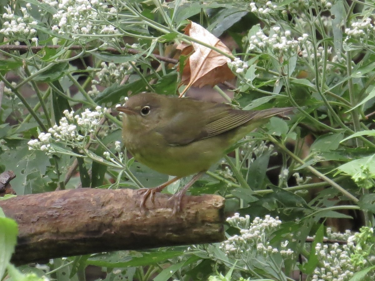 Connecticut Warbler - ML622103650