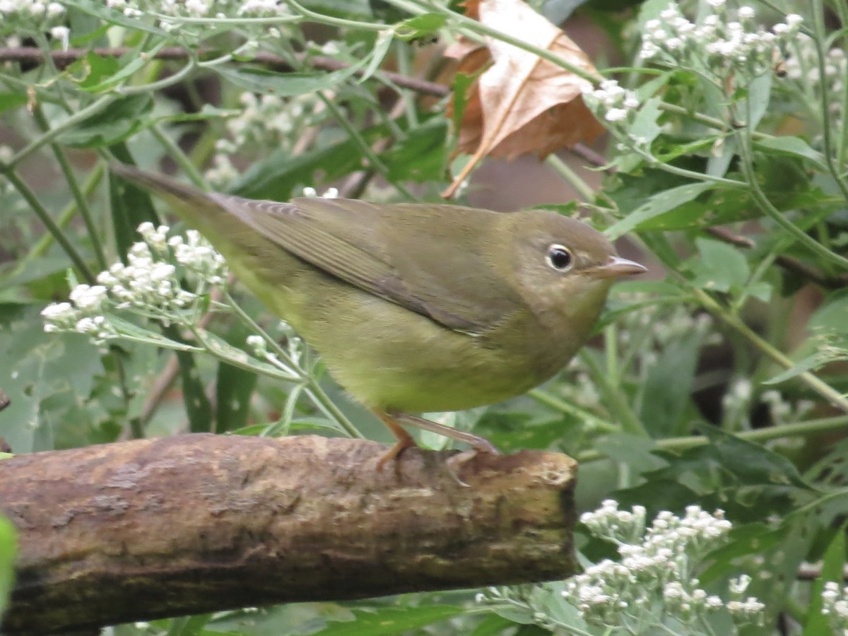 Connecticut Warbler - ML622103651