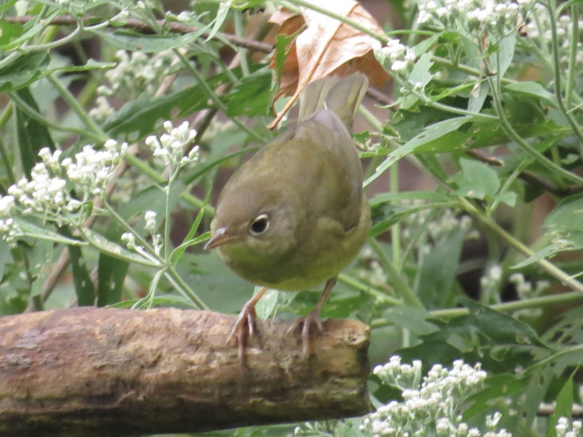 Connecticut Warbler - ML622103652