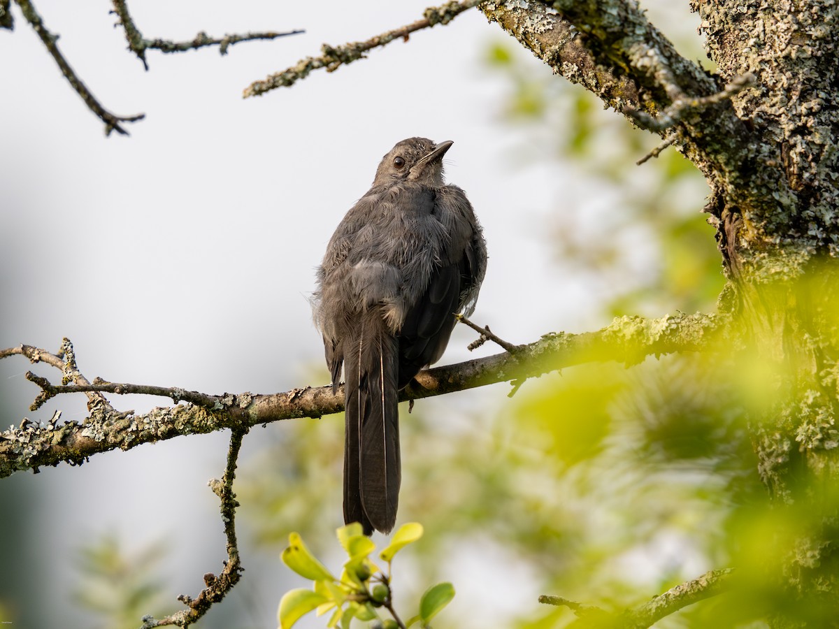 Gray Catbird - ML622103653