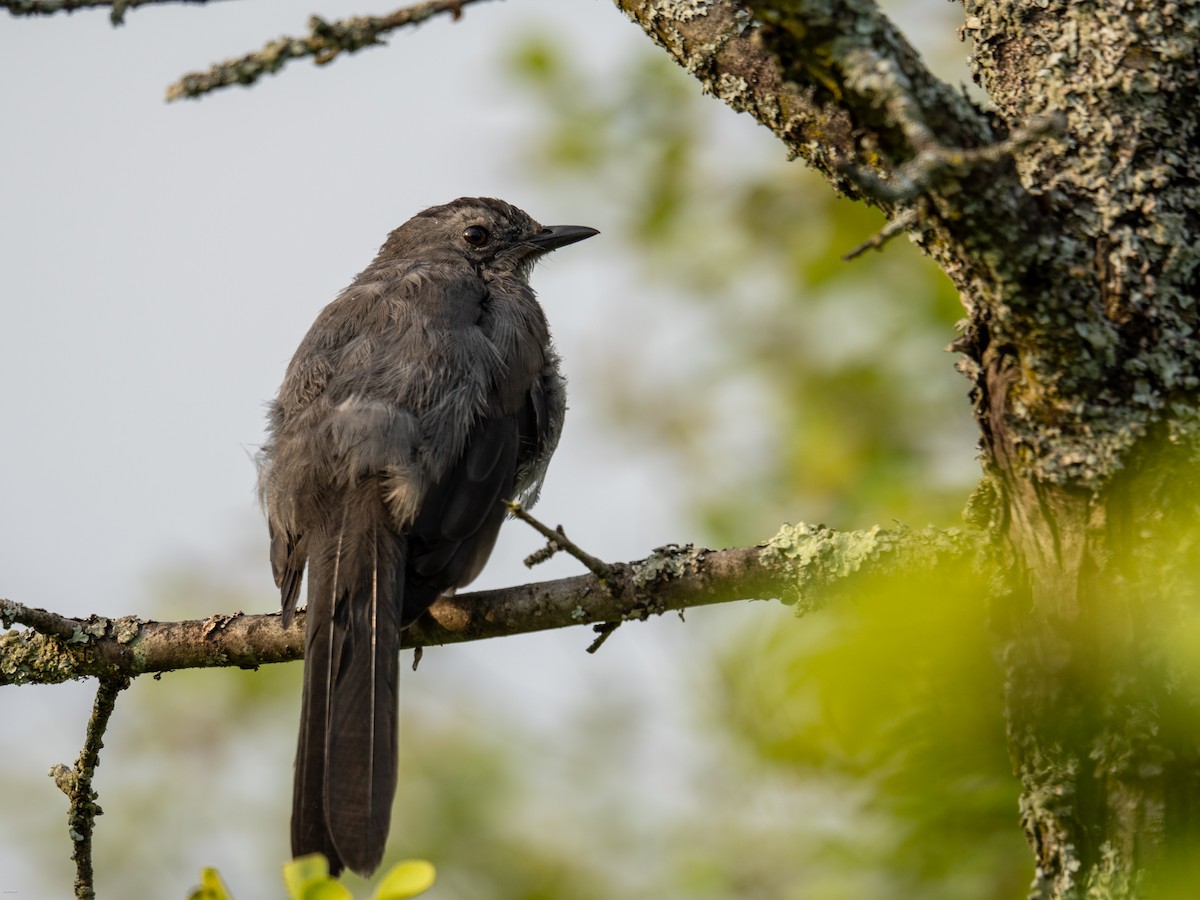 Gray Catbird - ML622103654