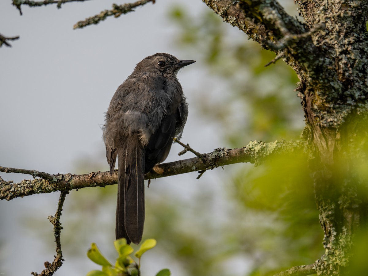 Gray Catbird - ML622103655