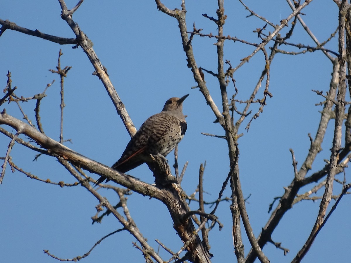 Northern Flicker - Jim Walton