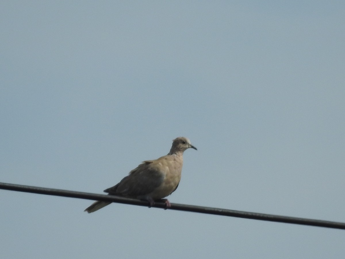 Eurasian Collared-Dove - ML622103657