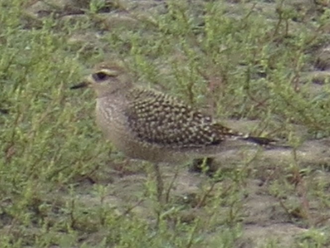 American Golden-Plover - Port of Baltimore