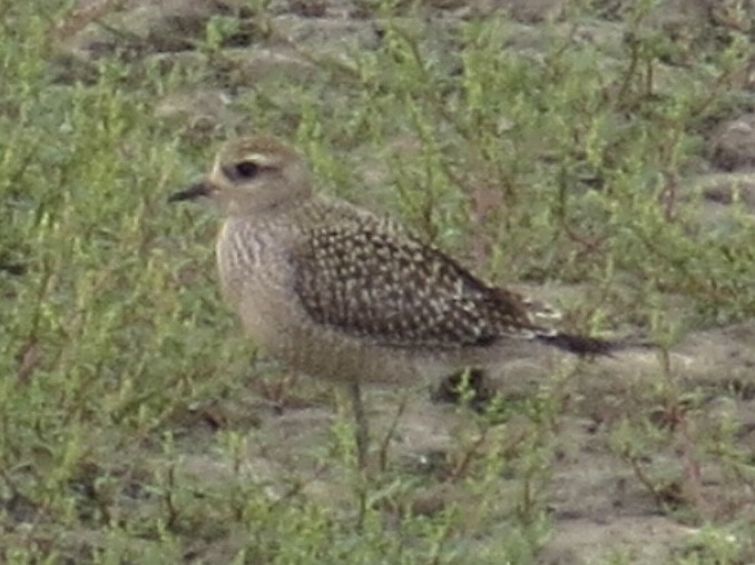American Golden-Plover - Port of Baltimore
