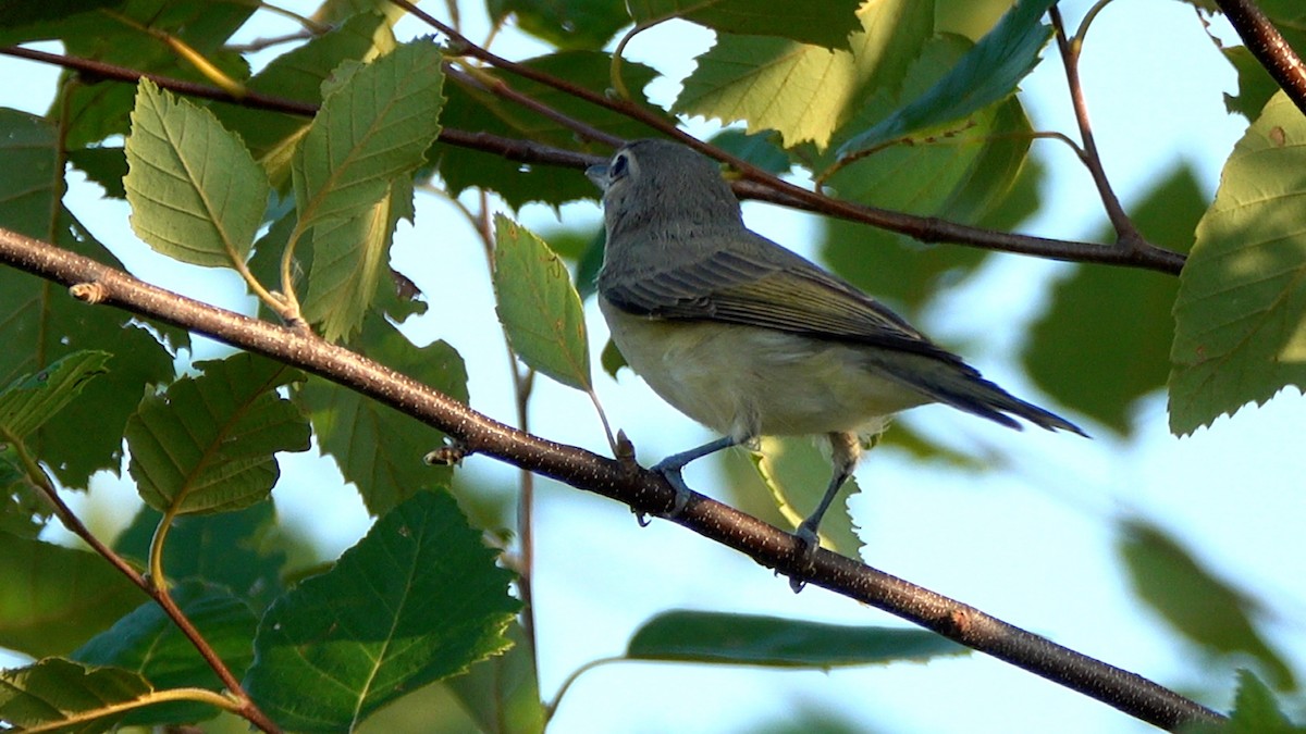 Warbling Vireo - ML622103709