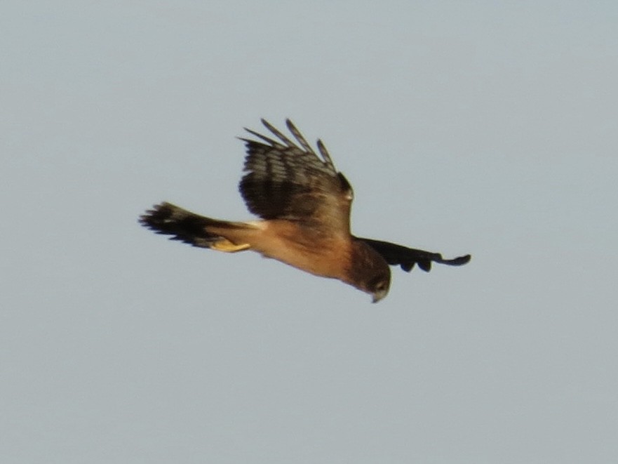 Northern Harrier - Port of Baltimore