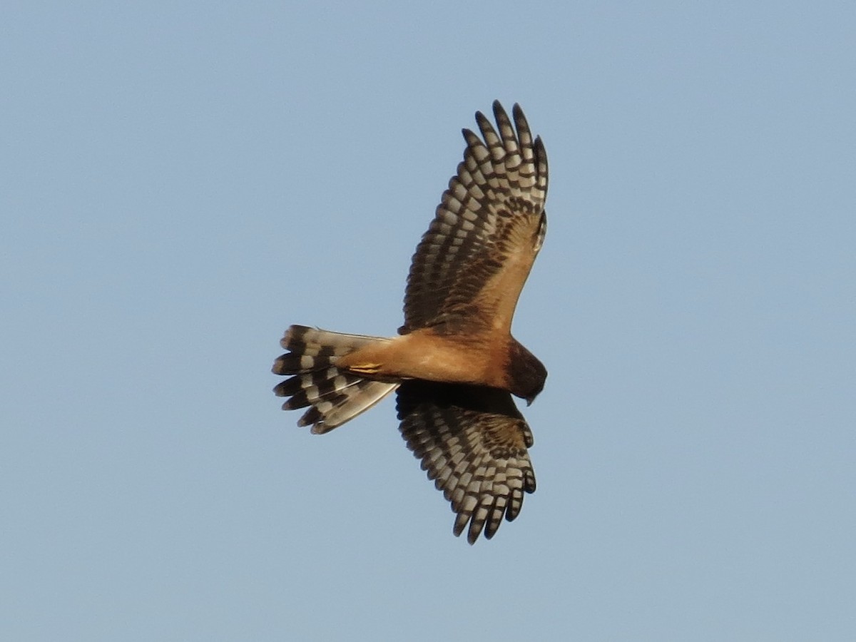 Northern Harrier - Port of Baltimore