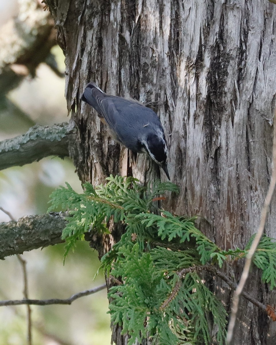 Red-breasted Nuthatch - ML622103734