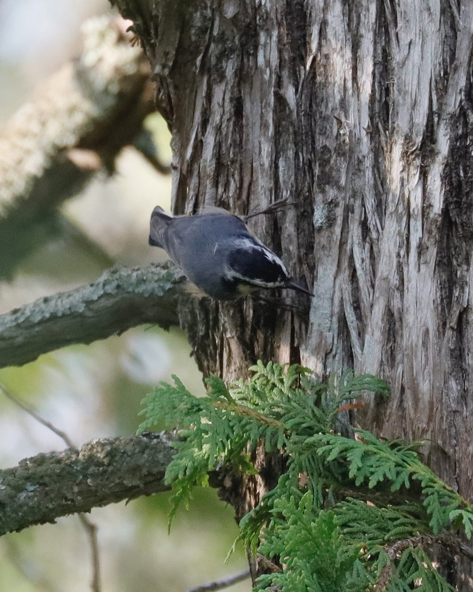 Red-breasted Nuthatch - Sue Kurtz